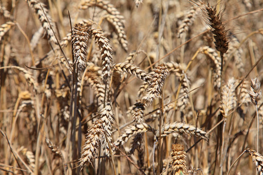 espigas de trigo trigal campo de trigo seco amarillo para recoger 2408-f14