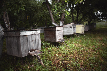 Apiary