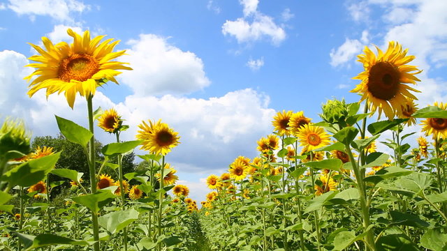 Field of bright yellow sunflowers and blue sky