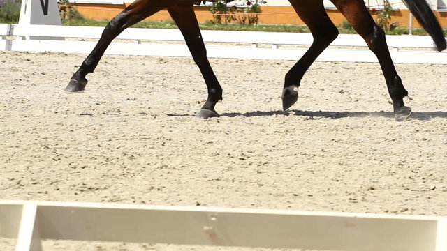 Horse Dressage Rings and rider