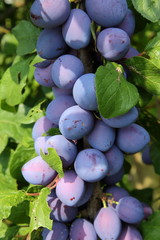 Pflaumen (Prunus domestica)