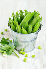 fresh pea pods in metallic bucket