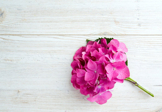 Fototapeta hydrangea flower on wooden surface