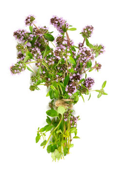 thyme flowers isolated on white