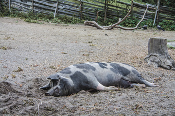 Relaxing pig