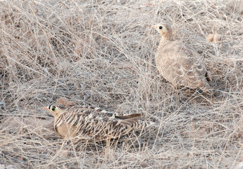 indian birds in the dry grass - national park ranthambore