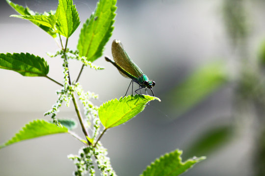 dragonfly on mint