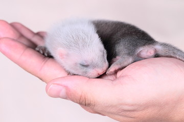 Ferret baby in human hands
