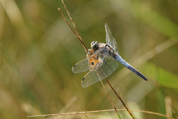 Black-tailed Skimmer, Orthetrum cancellatum