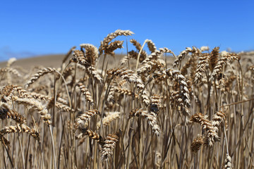 espigas de trigo trigal campo de trigo seco amarillo para recoger cielo azul  2073-f14