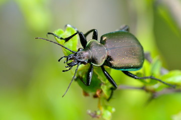 beetle outdoor