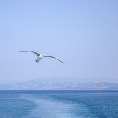Fototapeta na wymiar Seagull flying above water
