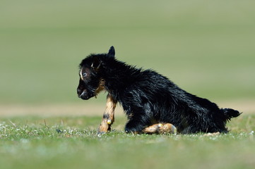 little new born baby goat on field in spring