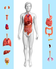 Male organ anatomy - obrazy, fototapety, plakaty