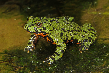 Chinesische Rotbauchunke ( Bombina orientalis )