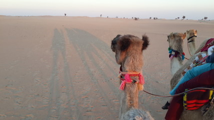 Camel tour Dubai