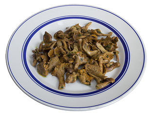 funghi