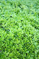 Beautiful green bush close up