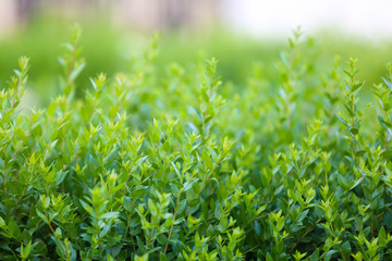 Beautiful green bush close up