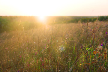 Landscape, sunny dawn in field