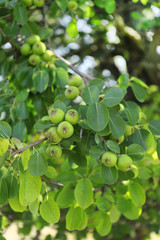 Apple growing on tree in garden, outdoors