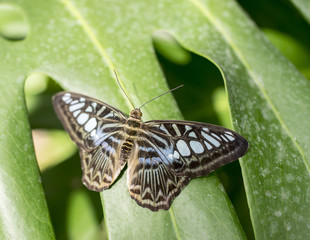 Obraz premium Schmetterling