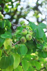 Apple growing on tree in garden, outdoors