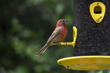 Male House Finch Sitting at a Bird Feeder