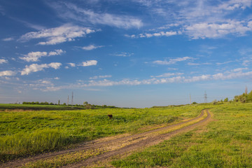Fototapeta na wymiar Summer Landscape with Wheat Field