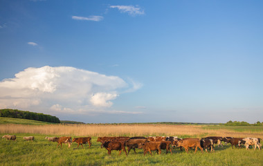 Obraz premium Cows grazing in green meadow.