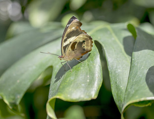 Schmetterling