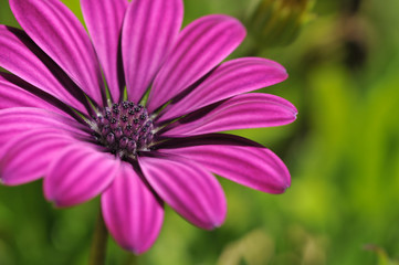 Obraz premium Flower close-up with detail view of reproductive parts