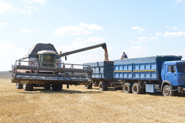 Combine harvesting wheat. - 68093748
