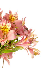 Bouquet of a beautiful alstroemeria flowers isolated