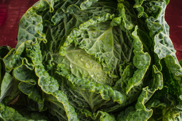 Fototapeta na wymiar Savoy cabbage closeup