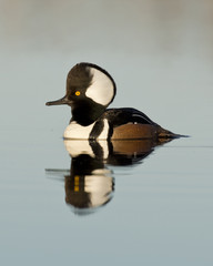 Duck on Calm Water