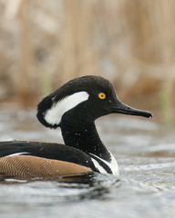 Fototapeta premium Hooded Merganer