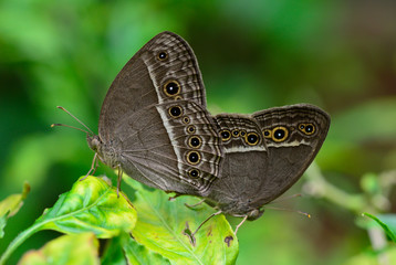 side view  of  brown butterfly (Mycalesis perseus)breeding  on