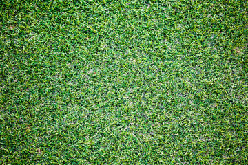 Fototapeta premium Green field background