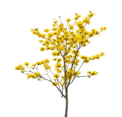 Tabebuia chrysotricha yellow flowers blossom in spring