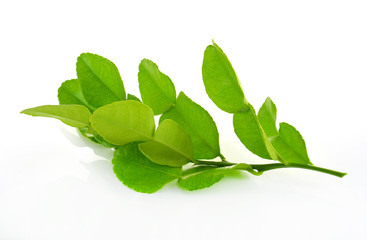 Kaffir lime on white background