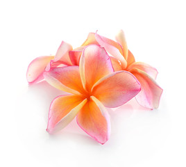 Frangipani flower isolated on white