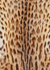 textured tiger pelt