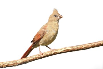 Isolated Cardinal On A Stump