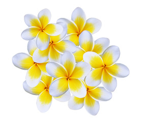 Fototapeta na wymiar Frangipani flower isolated on white