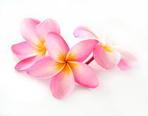 Frangipani flower isolated on white