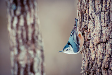 White Brested Nuthatch