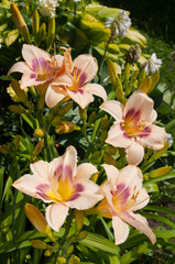 Fototapeta na wymiar hemerocallis flowers beautiful floral postcard