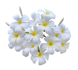 Fototapeta na wymiar Frangipani flower isolated on white