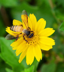 Bees to a flower.